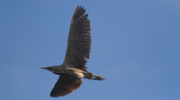 Bittern, Shapwick Heath 2014