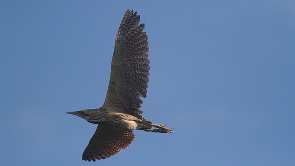 Bittern, Shapwick Heath 2014