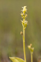 Fen Orchid