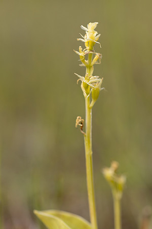 Fen Orchid, Kenfig, June 2024.