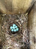 Pied Flycatcher, Forest of Dean, May 2025
