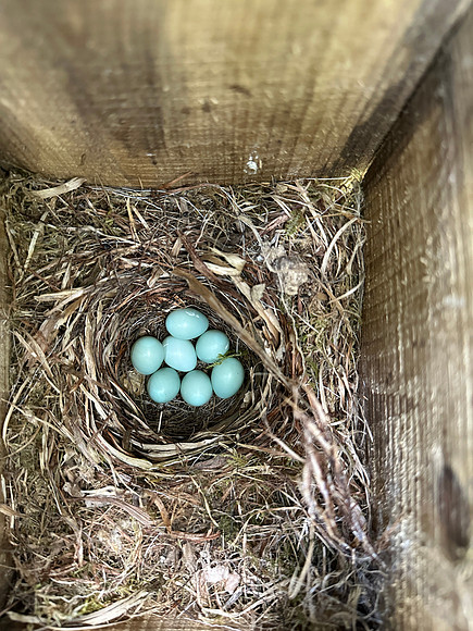 Pied Flycatcher, Forest of Dean, May 2025