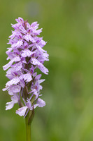 Heath Spotted- Orchid