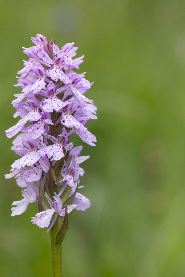 Heath Spotted-orchid, Vicarge Farm, June 2024