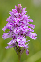 Heath Spotted-orchid, Vicarge Farm, June 2024