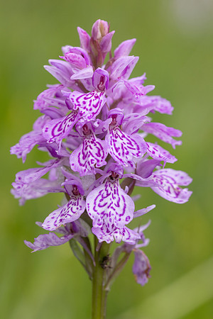 Heath Spotted-orchid, Vicarge Farm, June 2024