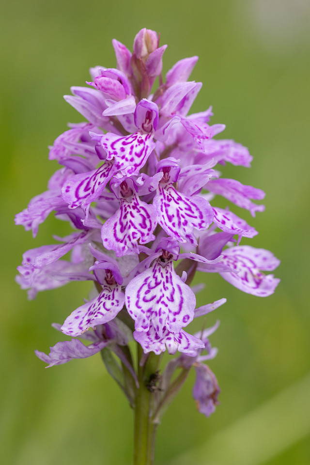 Heath Spotted-orchid, Vicarge Farm, June 2024