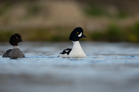 Barrow's Goldeneye,  River Laxa, Iceland, May 2022