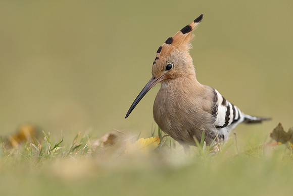 Hoopoe, Swansea, October 2024