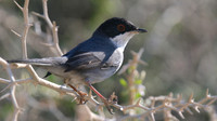 Sardinian Warbler, Manadria, Cyprus, October 2016