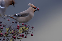 Waxwing, Rodbrough Common, January 2024