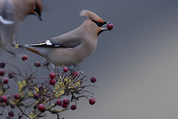 Waxwing, Rodbrough Common, January 2024