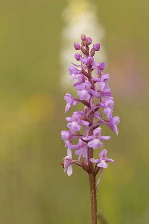 Chalk Fragrant-orchid, Rodbrough Common, June 2024