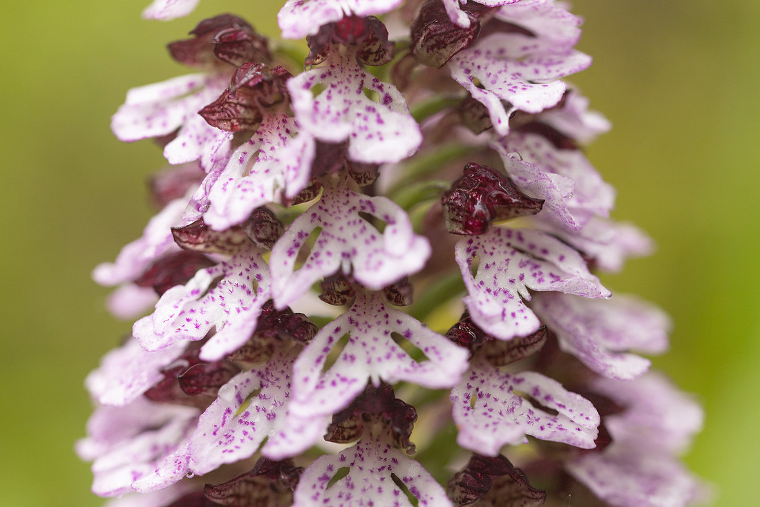 Lady Orchid, Bonsai Bank, May 2024