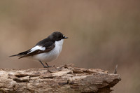 Pied Flycatcher, Forest of Dean, April 2021