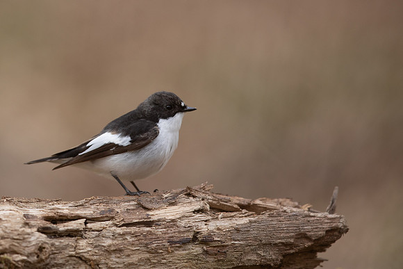 Pied Flycatcher, Forest of Dean, April 2021