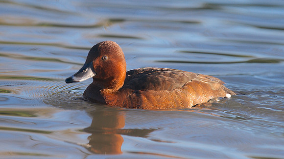Ferruginous Duck, Slimbridge, January  2015