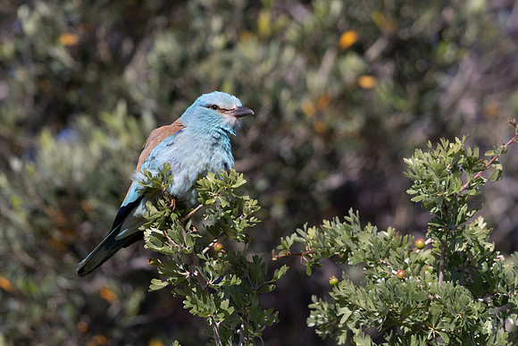 Roller, Anarita Park, April 2025