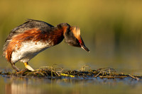 Slavonian Grebe, Iceland, May 2022