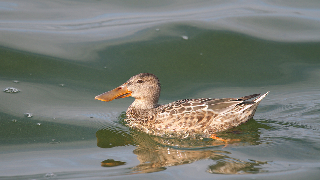 Shoveler,  Farmoor Reservoir, October 2014