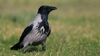 Hooded Crow, Paphos, Cyprus, October 2016