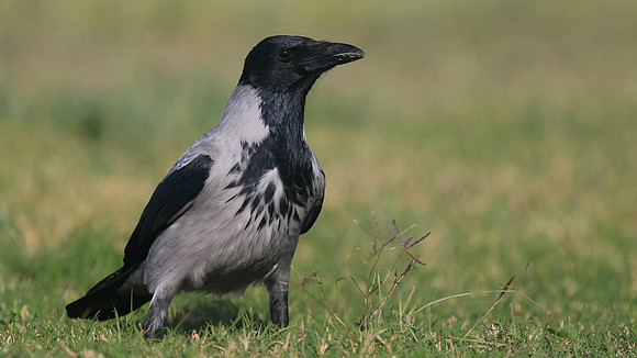 Hooded Crow, Paphos, Cyprus, October 2016