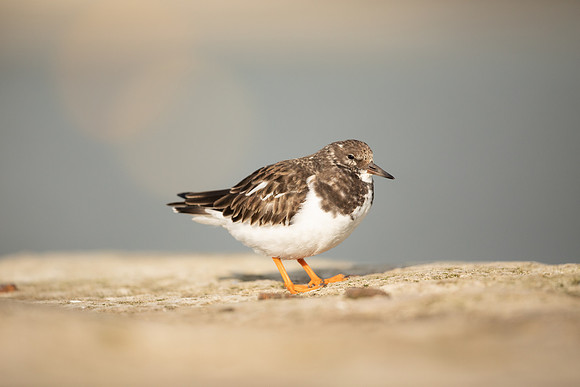 Turnstone, Lyme Regis, March 2022