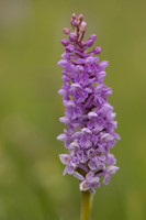 Chalk Fragrant x Common  Spotted-orchid, Rudge Hill, June 2024