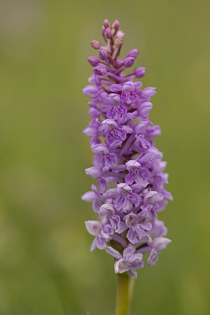 Chalk Fragrant x Common  Spotted-orchid, Rudge Hill, June 2024