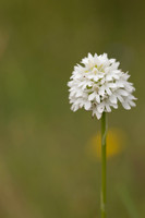 Pyramidal Orchid, Rudge Hill, July 2024.