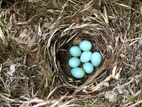 Pied Flycatcher, Forest of Dean, May 2025