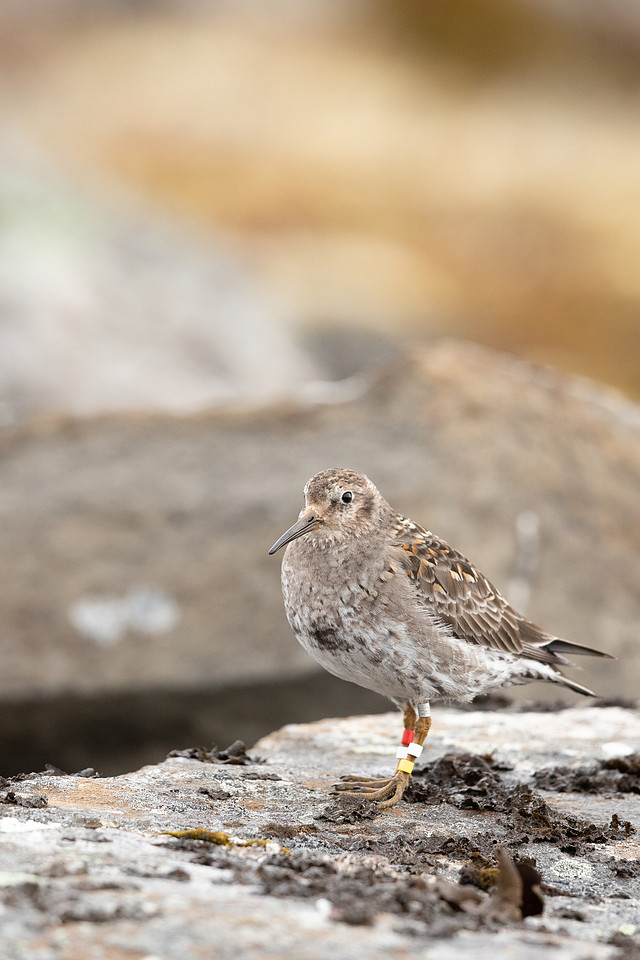 Purple Sandpiper, Raufarhofn, June 2022