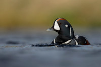 Wildfowl