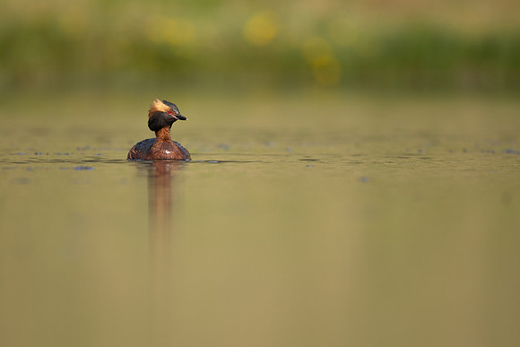 Slavonian Grebe, Iceland, May 2022