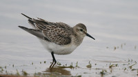 Bairds Sandpiper, Kenfig NNR, October 2016