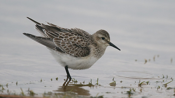 Bairds Sandpiper, Kenfig NNR, October 2016