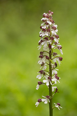 Lady Orchid, Bonsai Bank, May 2024