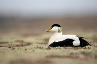 Eider Duck, Raufarhofn, Iceland, June 2022