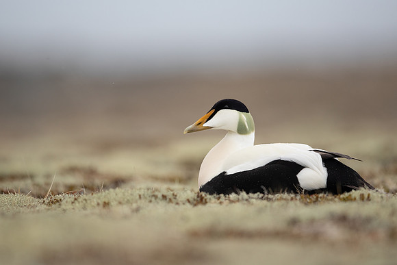 Eider Duck, Raufarhofn, Iceland, June 2022