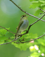 Wood Warbler, Forest of Dean, May 2018