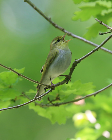 Wood Warbler, Forest of Dean, May 2018