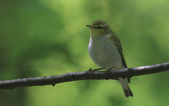 Wood Warbler, Forest of Dean, May 2018.