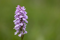 Heath Spotted-orchid, Vicarge Farm, June 2024