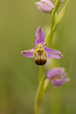 Bicolured Bee Orchid, Minchinhampton Common, June 2024