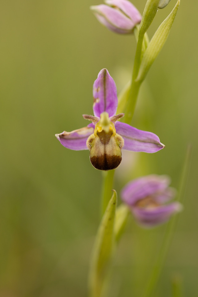 Bicolured Bee Orchid, Minchinhampton Common, June 2024