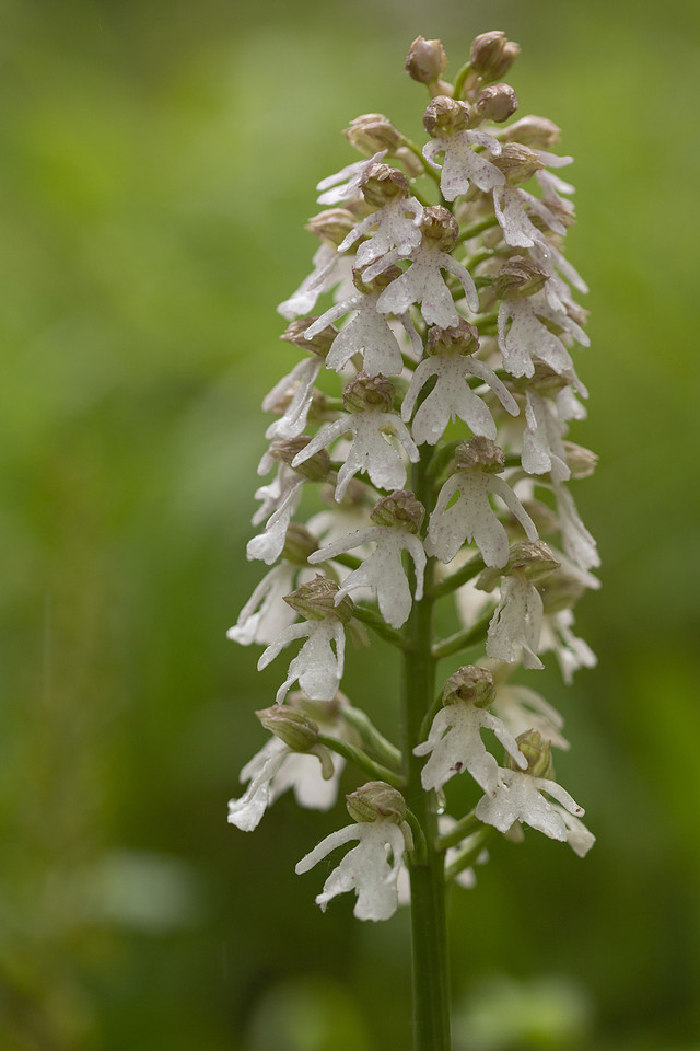 Lady Orchid, Bonsai Bank, May 2024