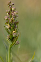 Frog Orchid, Morgans Hill, June 2024