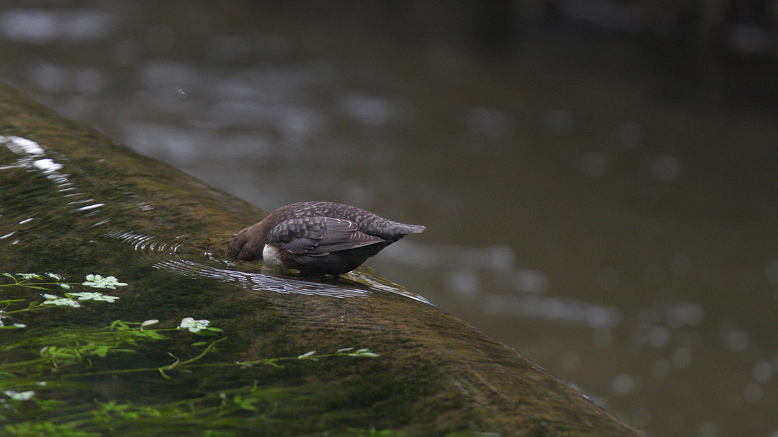 Dipper, Cheddar, October 2014