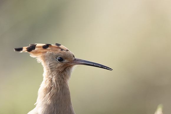 Hoopoe, Swansea, October 2024