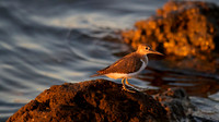 Common Sandpiper